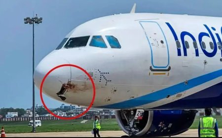 डिगो की फ्लाइट से 4000 फीट ऊंचाई पर गिद्ध टकराया