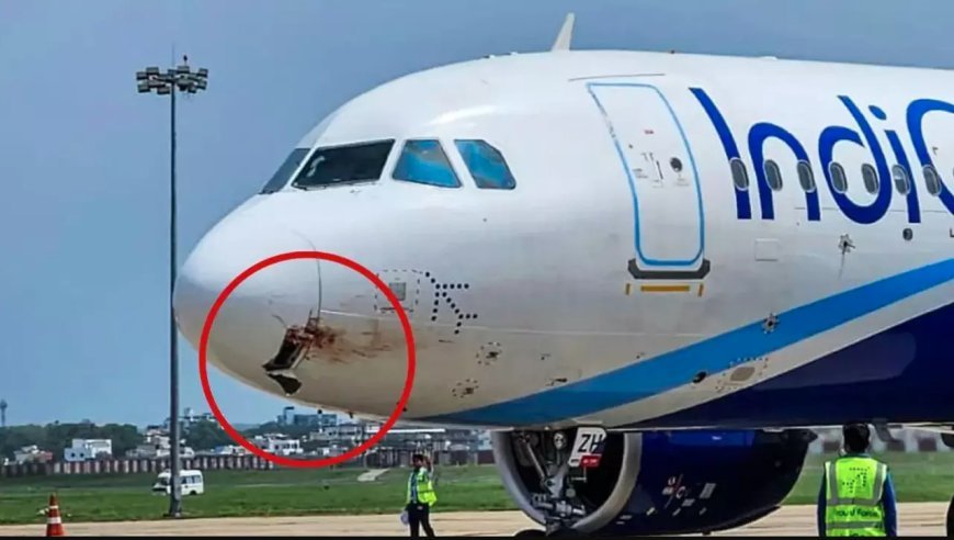 डिगो की फ्लाइट से 4000 फीट ऊंचाई पर गिद्ध टकराया