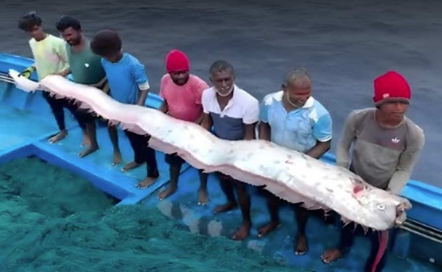 भारत में दिखी विनाश लाने वाली OAR मछली: जापान में सुनामी से पहले दिखी थी,