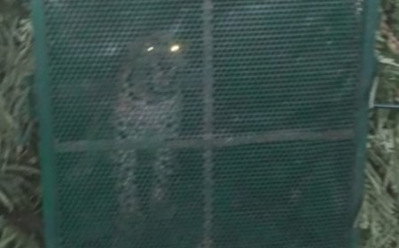 400 के.वी. सबस्टेशन इंदौर में घुसे तेंदुए को बहादुरी से पकड़ा