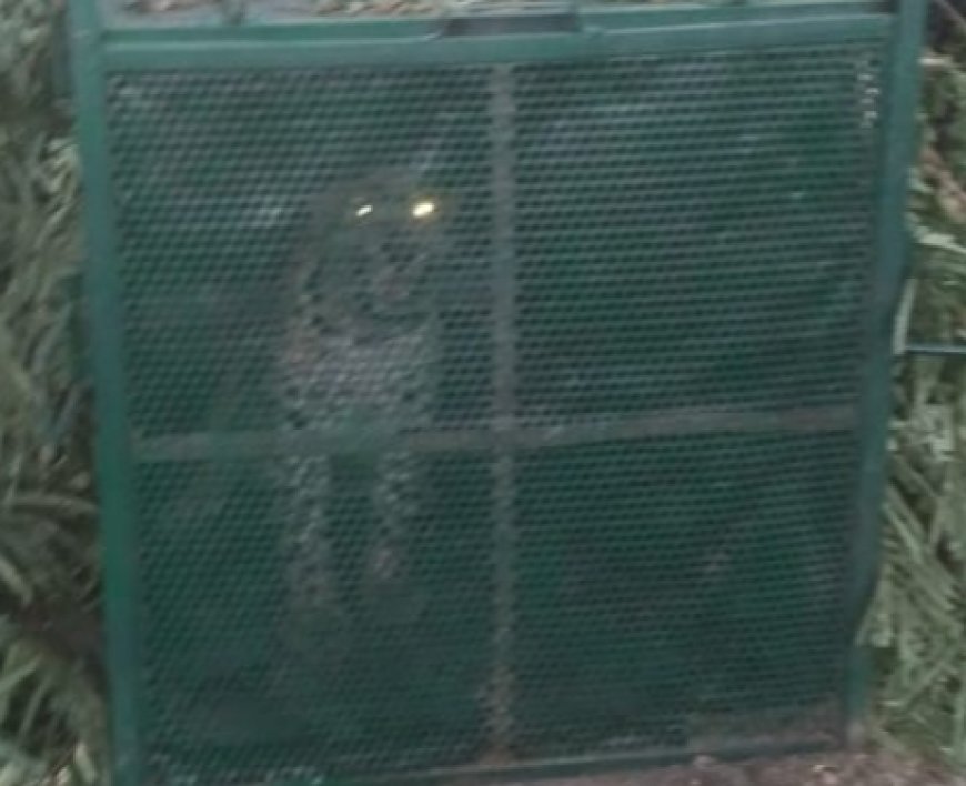 400 के.वी. सबस्टेशन इंदौर में घुसे तेंदुए को बहादुरी से पकड़ा