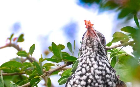 फोटोग्राफी के शौकीनो के लिऐ तीन दिवसीय आकर्षण एग्जबिशन बर्ड इन फोकस का आयोजन 16 से   इंदौर