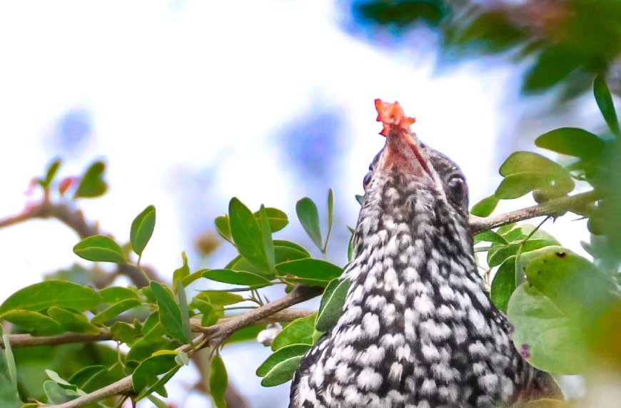 फोटोग्राफी के शौकीनो के लिऐ तीन दिवसीय आकर्षण एग्जबिशन बर्ड इन फोकस का आयोजन 16 से   इंदौर
