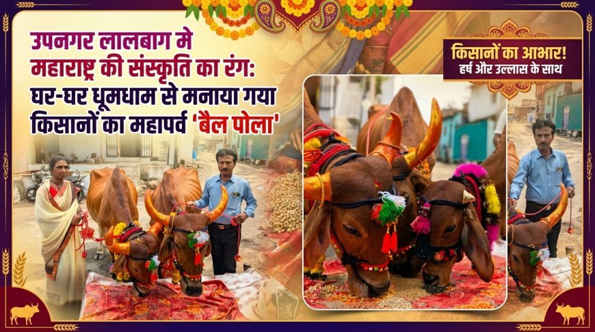 उपनगर लालबाग मे महाराष्ट्र की संस्कृति का रंग: घर-घर धूमधाम से मनाया गया किसानों का महापर्व 'बैल पोला'