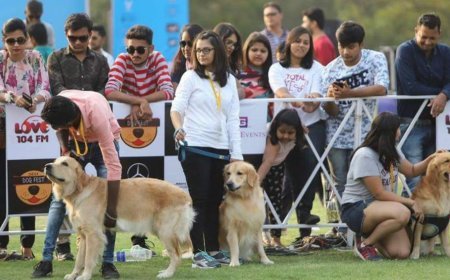 इंदौर में 25 अक्टूबर को होगा डॉग फेस्ट इंडिया 4.0 का भव्य आयोजन, रैंप वॉक के साथ चैंपियनशिप में अपना हुनर दिखाएंगे डॉग्स